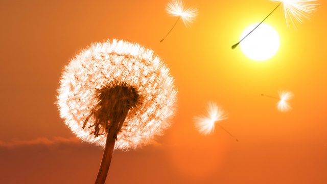 Beautiful dreamy spring nature background with dandelion